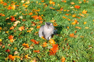 Gri kedi yeşil çimlerde oturuyor. Düşen renkli sonbahar yapraklarıyla kaplı. Doğada tam boy tüylü Sibirya kedisi. Hayvan teması.