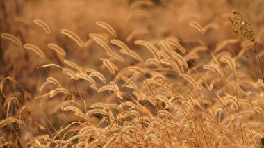 Güzel ve yumuşak kamışların manzarası ılık gün batımı güneşiyle rüzgarlı bir günde