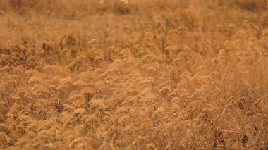 Güzel ve yumuşak kamışların manzarası ılık gün batımı güneşiyle rüzgarlı bir günde