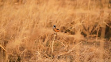 Güzel bir kuş rüzgarlı bir günde yumuşak sazlıkta dinlenmek için duruyor.