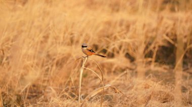 Güzel bir kuş rüzgarlı bir günde yumuşak sazlıkta dinlenmek için duruyor.