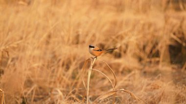 Güzel bir kuş rüzgarlı bir günde yumuşak sazlıkta dinlenmek için duruyor.