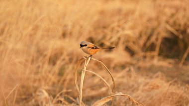 Güzel bir kuş rüzgarlı bir günde yumuşak sazlıkta dinlenmek için duruyor.