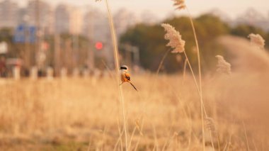 Güzel bir kuş rüzgarlı bir günde yumuşak sazlıkta dinlenmek için duruyor.