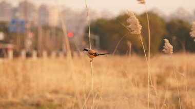 Güzel bir kuş rüzgarlı bir günde yumuşak sazlıkta dinlenmek için duruyor.