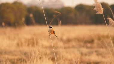 Güzel bir kuş rüzgarlı bir günde yumuşak sazlıkta dinlenmek için duruyor.