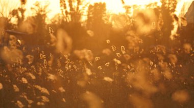 Güzel ve yumuşak kamışların manzarası ılık gün batımı güneşiyle rüzgarlı bir günde