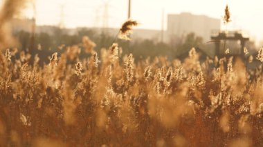 Güzel ve yumuşak kamışların manzarası ılık gün batımı güneşiyle rüzgarlı bir günde