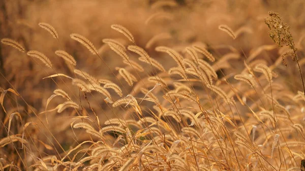 Güzel ve yumuşak kamışların manzarası ılık gün batımı güneşiyle rüzgarlı bir günde