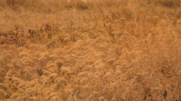 Güzel ve yumuşak kamışların manzarası ılık gün batımı güneşiyle rüzgarlı bir günde