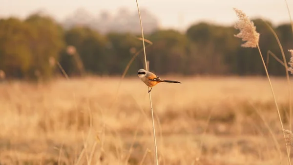 Jeden Piękny Ptak Zatrzymuje Się Aby Odpocząć Miękkim Trzcinowym Łodydze — Zdjęcie stockowe