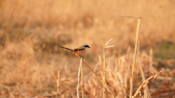 Een Mooie Vogel Die Zachte Rietstengel Rust Winderige Dag — Stockfoto