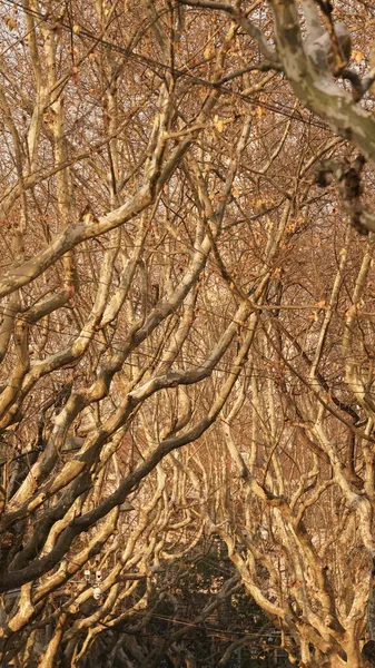 Bellissima Vista Autunnale Con Foglie Colorate Nella Foresta — Foto Stock