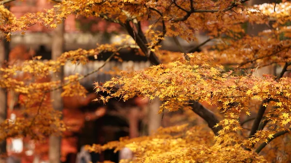 美丽的秋天 森林里的树叶五彩斑斓 — 图库照片