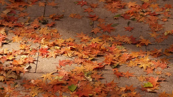 Bela Vista Outono Com Folhas Coloridas Floresta — Fotografia de Stock