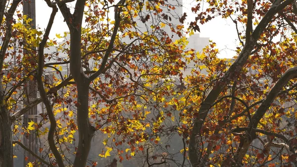 Bela Vista Outono Com Folhas Coloridas Floresta — Fotografia de Stock