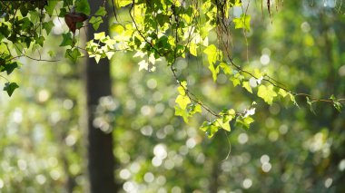Bahçedeki çerçeveden düşen yeşil sarmaşık bitkisi.