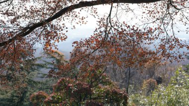 Ormandaki renkli yapraklarla güzel sonbahar manzarası