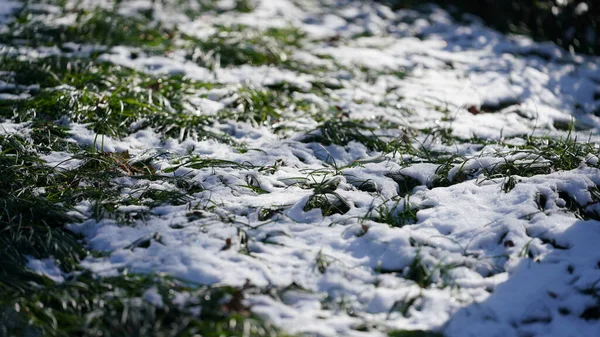 Groene Bladeren Gras Bedekt Door Witte Sneeuw Winter — Stockfoto