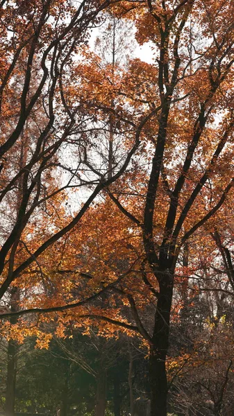 Het Prachtige Herfstzicht Met Kleurrijke Bladeren Het Bos — Stockfoto