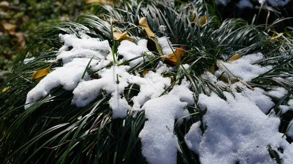 stock image The green leaves and grass covered by the white snow in winter