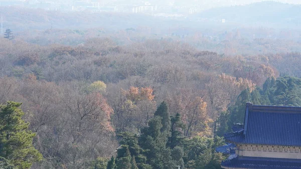 森の中の紅葉が美しい秋の景色 — ストック写真