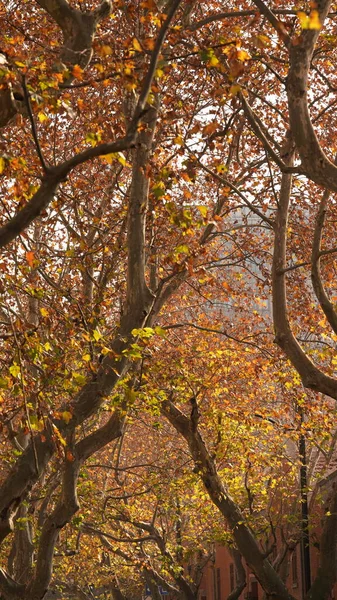 Belle Vue Automne Avec Les Feuilles Colorées Dans Forêt — Photo