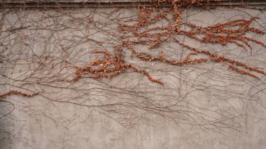 Çin 'in Şangay' daki eski ve tarihi binalar manzaralı.