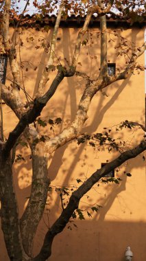 Eski ve güzel binalar, sonbaharda Çin 'in Şangay' ında sıcak güneş ışığı ve gölgeleriyle görülür.