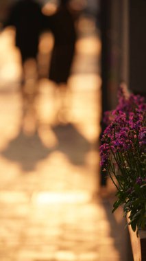 Güzel çiçekler şehrin caddelerinin kenarına konmuş. Üzerlerinde sıcak gün batımı ışığı var.