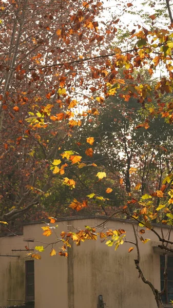 Piękny Widok Ulicy Szanghaju Kolorowymi Jesiennymi Liśćmi Starymi Zabytkowymi Budynkami — Zdjęcie stockowe