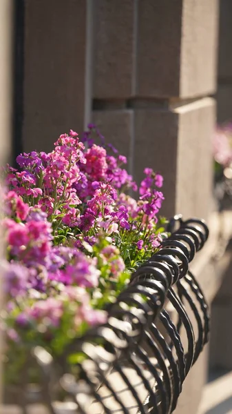 Vackra Blommor Sätta Längs Sidan Gatan Staden Med Den Varma — Stockfoto