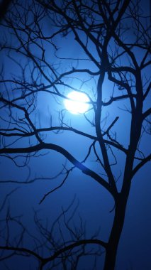 Yuvarlak ay manzarası, parlak ay ışığı ve ağaçların dalları silueti. 