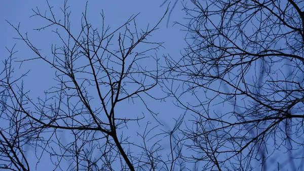 Galhos Árvore Careca Ver Com Céu Azul Claro Como Fundo — Fotografia de Stock