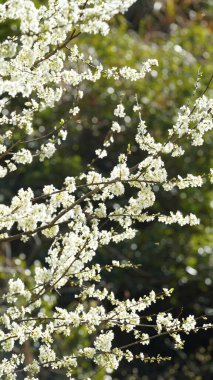 Güzel beyaz armut çiçekleri baharda vahşi tarlada dallarda çiçek açıyor.