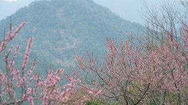 Güzel şeftali çiçekleri baharda vahşi tarlada çiçek açıyor.