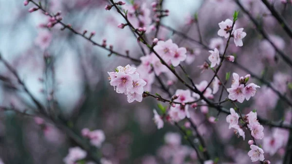 春には野の枝に美しいピンク色の桃の花を咲かせます — ストック写真