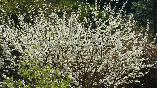 Las Hermosas Flores Pera Blanca Floreciendo Las Ramas Campo Salvaje — Foto de Stock