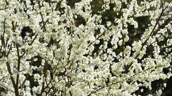 Belas Flores Pêra Branca Florescendo Nos Ramos Campo Selvagem Primavera — Fotografia de Stock