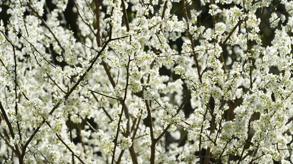 Prachtige Witte Perenbloemen Bloeien Het Voorjaar Takken Het Wilde Veld — Stockfoto