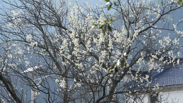 Prachtige Witte Perenbloemen Bloeien Het Voorjaar Takken Het Wilde Veld — Stockfoto