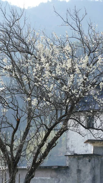 Les Belles Fleurs Blanches Poire Fleurissent Sur Les Branches Dans — Photo
