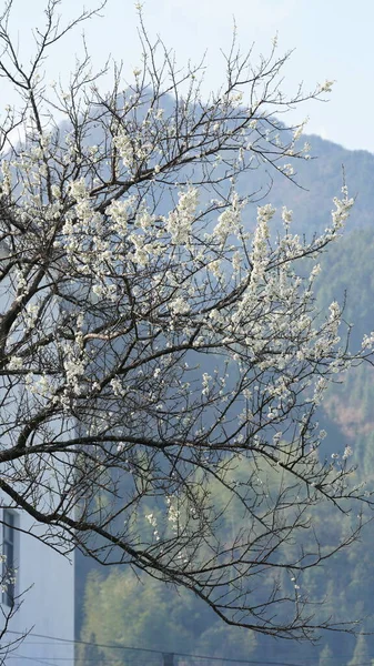 Les Belles Fleurs Blanches Poire Fleurissent Sur Les Branches Dans — Photo