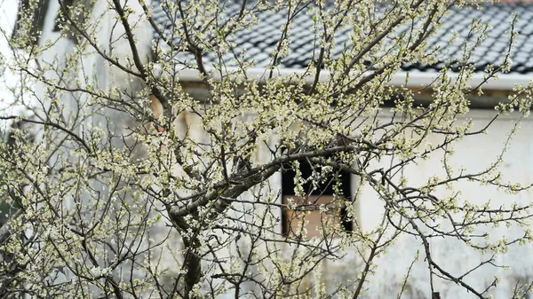 에들의 가지들에 아름다운 — 스톡 사진