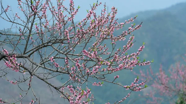 Piękne Brzoskwiniowe Kwiaty Kwitnące Dzikim Polu Wiosną — Zdjęcie stockowe