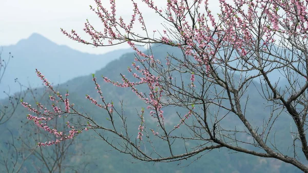 Prachtige Perzik Bloemen Bloeien Het Wild Veld Het Voorjaar — Stockfoto