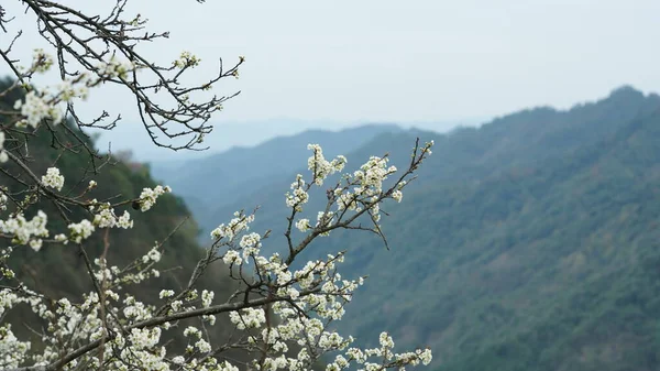 Prachtige Witte Perenbloemen Bloeien Het Voorjaar Takken Het Wilde Veld — Stockfoto