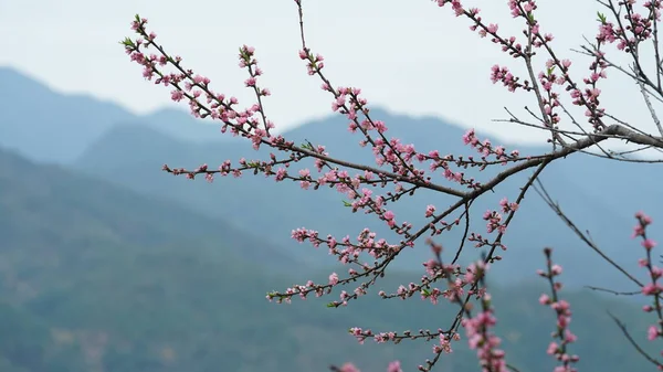 Piękne Brzoskwiniowe Kwiaty Kwitnące Dzikim Polu Wiosną — Zdjęcie stockowe