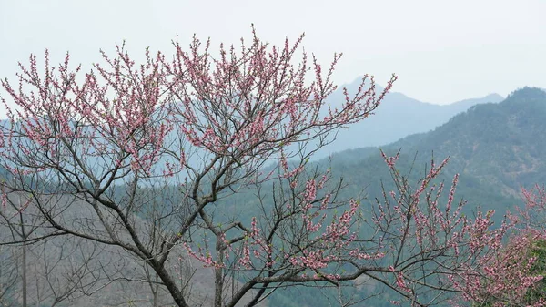 Beautiful Peach Flowers Blooming Wild Field Spring — 图库照片