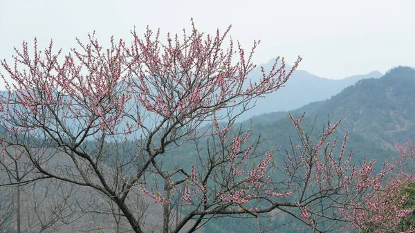 Les Belles Fleurs Pêche Fleurissent Dans Champ Sauvage Printemps — Photo